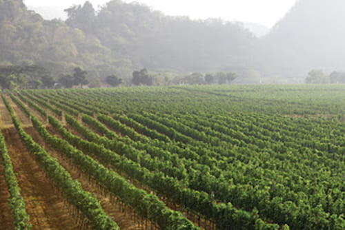 Granmonte Vineyard and Winery