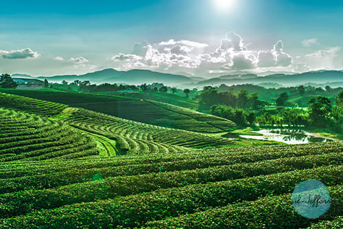 Cui Fong Tea Plantation 