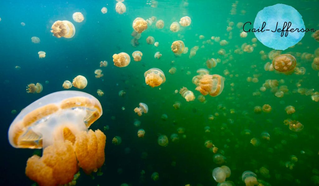 Jellyfish Lake 帕劳的热门旅游目的地是另一个最美丽和最受欢迎的你好，如果有喜欢挑战形式旅行的朋友，想体验全新旅行的氛围和刺激，不得不说，管理员选择带来的景点，今天就离开吧当然如果小伙伴们都准备好了，那就收拾好行囊跟