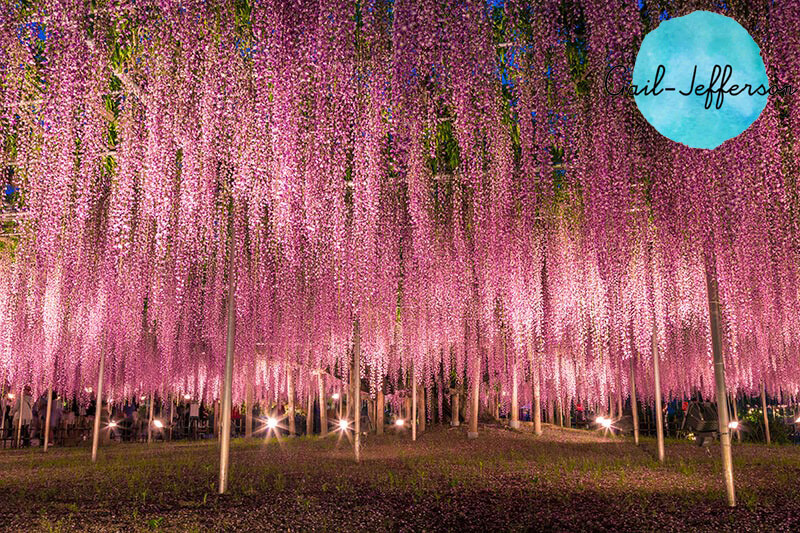 在日本看到盛开的紫藤 例如以独特的方式脱颖而出的樱花。但除了樱花还有很多其他种类的花等着我们去参观。而和樱花一样美丽的花是紫藤花，是一朵美丽的花。日本人称它为另一棵富士树。它是豌豆科的一种植物。让我们看到一束不太美丽的花垂下来紫藤树将依附在高达 20 米的柱子和结构上。